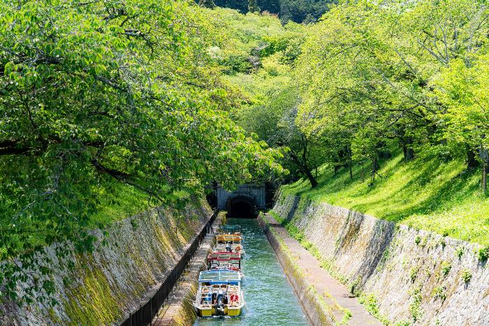 新緑の琵琶湖疏水