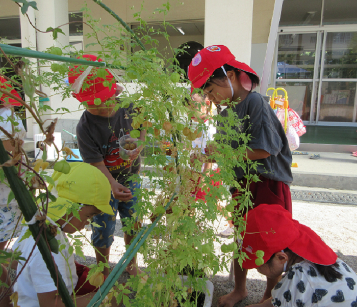 3歳児と4歳児が風船カズラの種取りをしているところ