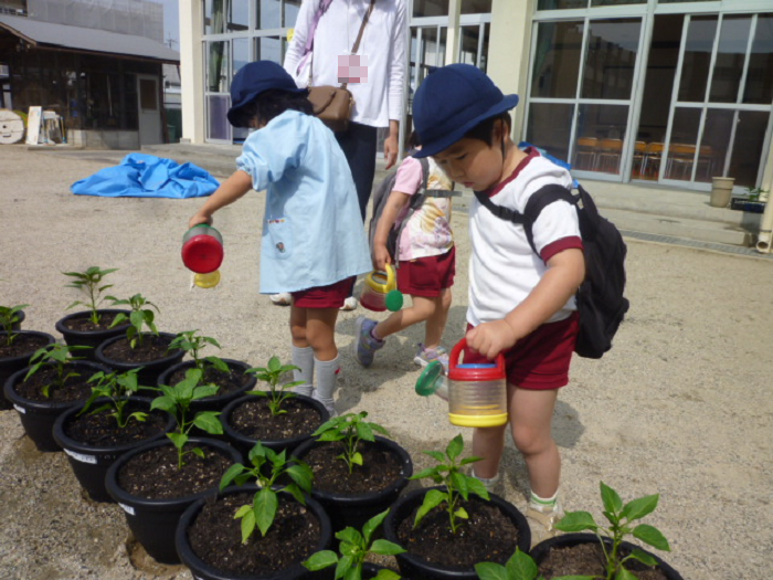 子どもがピーマンの苗に水やりをしているところ