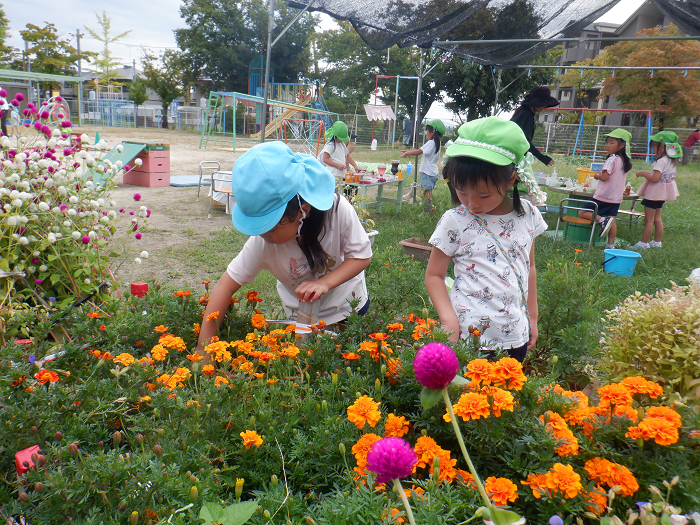友達とマリーゴールドのお花摘みをする子どもの様子