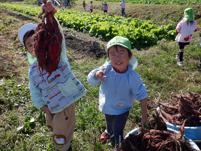 顔より大きなサツマイモをもつ4歳児
