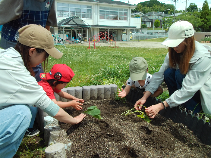 2歳児が親子でサツマイモの苗を植えている