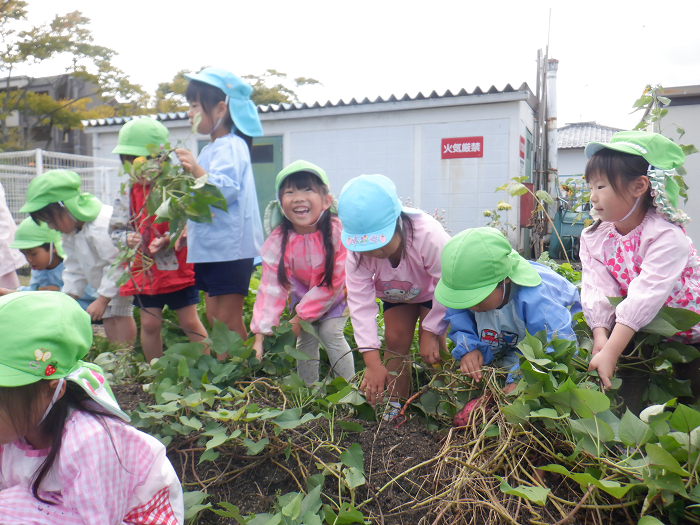 さつまいものつるを引っ張っているこどもたち
