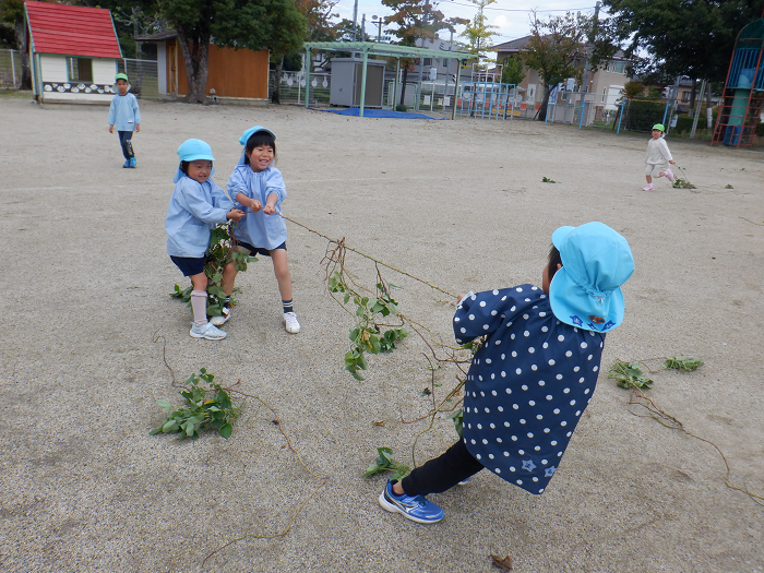 さつまいものつるでつなひきをしているこどもたち