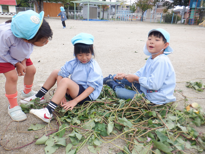 さつまいものつるをしいて座っているこどもたち