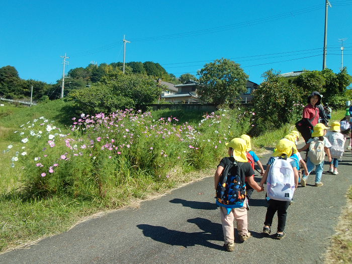 稲刈りの帰り道、コスモスの花を見ている子供