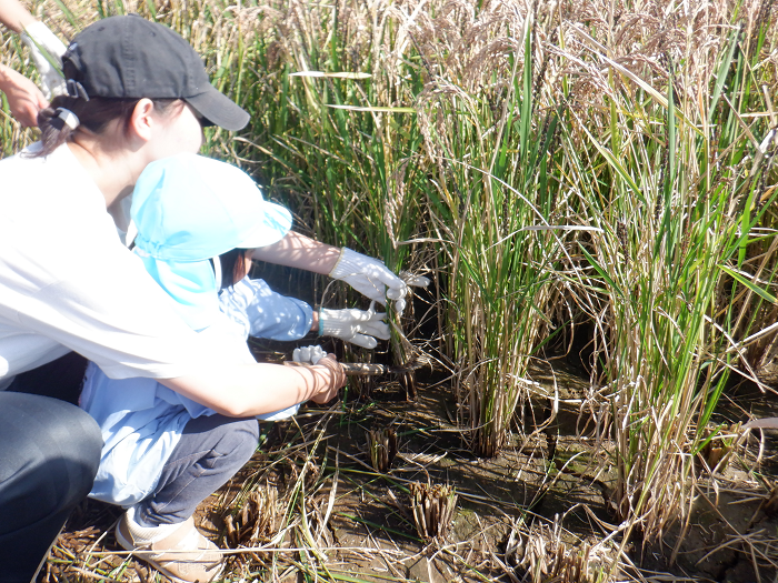 先生と一緒に鎌を使って稲刈りをしている様子