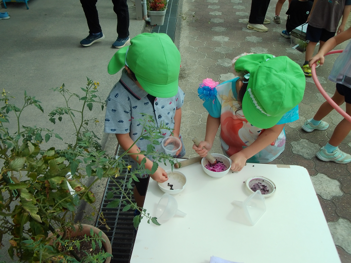 つるむらさきの実を採ってすりつぶし、色水を作っている二人の5歳児