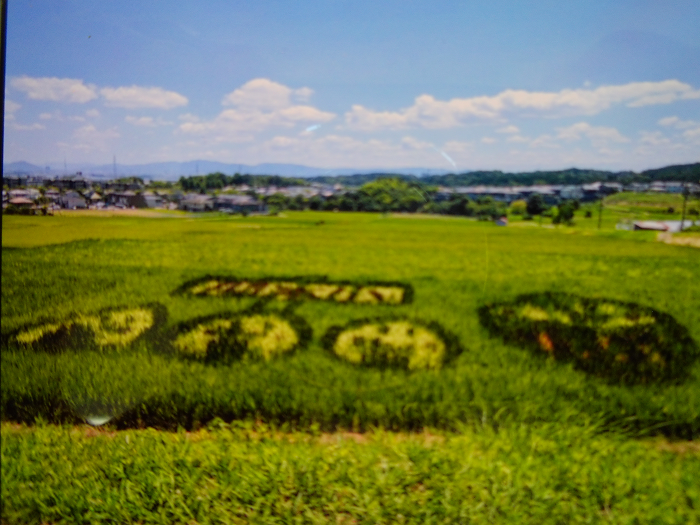 5歳児が植えた田んぼアートの絵が浮き出てきている様子