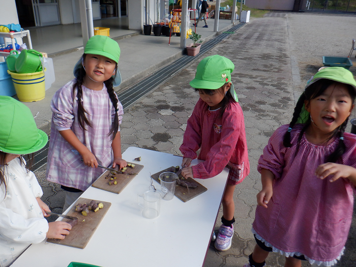 掘ったサツマイモを包丁で切っている4歳児