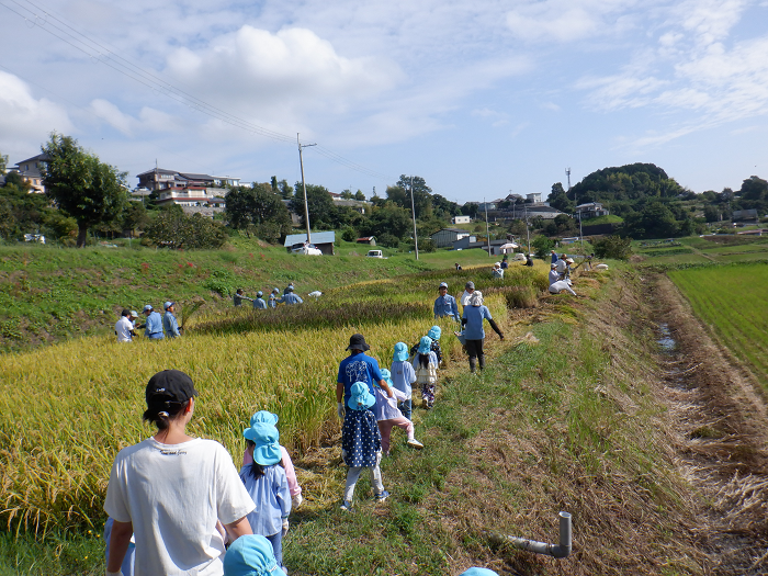 稲刈りをするために、田んぼに向かって歩いている子どもの姿