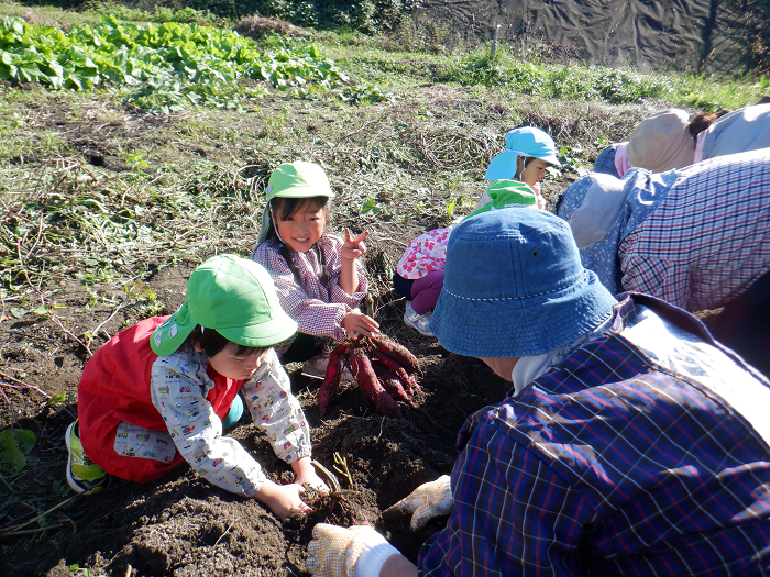 土の中のサツマイモを手で掘っている4歳児