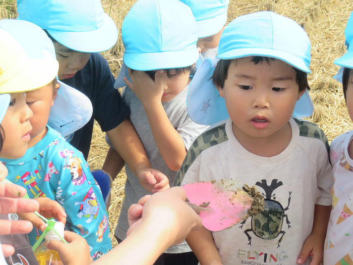 田んぼの穴から出てきたザリガニをみている子供