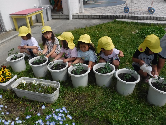 トマトの苗を植えている子どもの様子