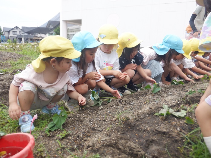 4歳児と5歳児で芋苗を植える様子