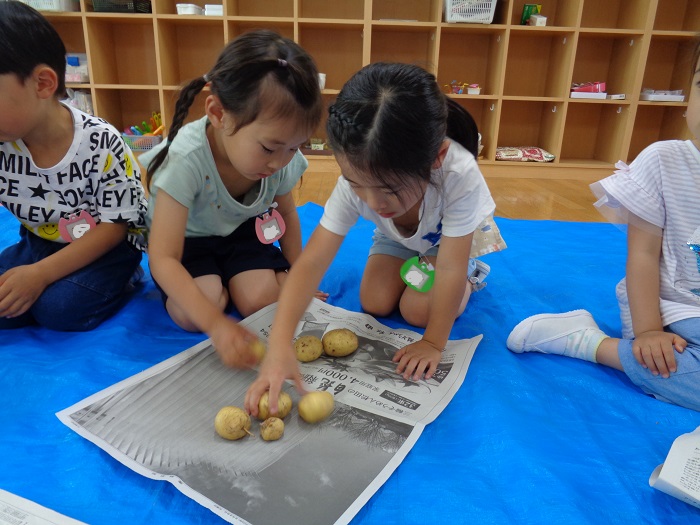 収穫したジャガイモを包む4,5歳児の様子