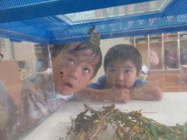 4歳児がアゲハチョウを見ているところ