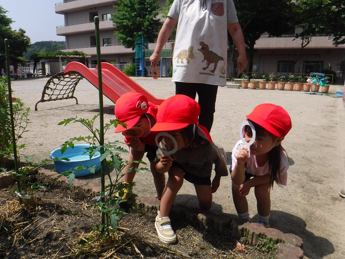 夏野菜の様子を手作り虫メガネで見ている子どもの姿