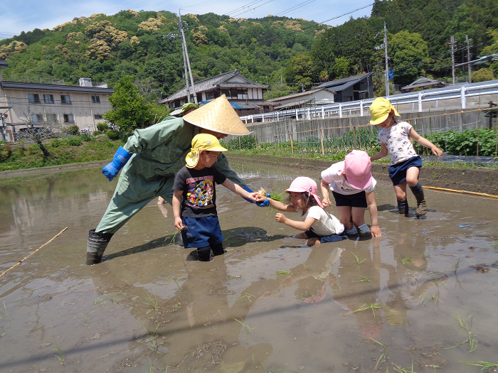 田んぼで田植えをしている様子