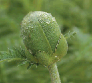 ハカマオニゲシの果実