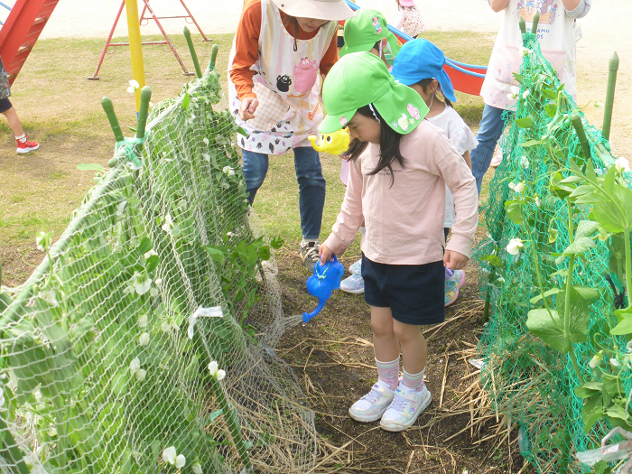 スナップエンドウに水やりをする5歳児の子どもの様子