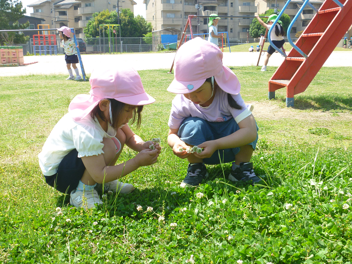 しろつめぐさを摘む3歳児の様子
