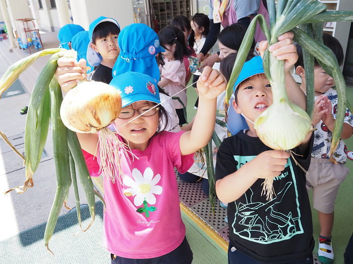 玉ねぎを収穫する5歳児