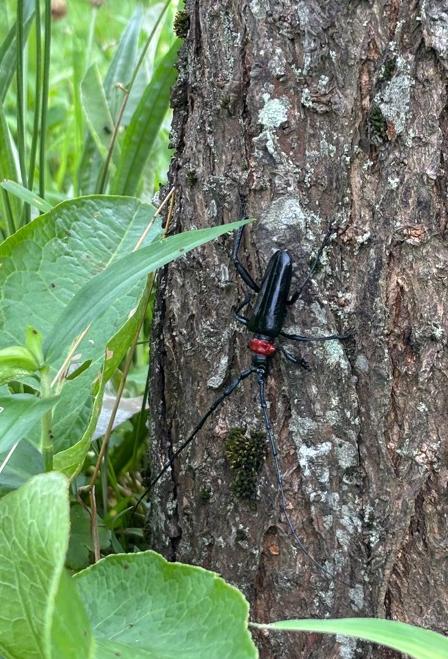 クビアカツヤカミキリの成虫