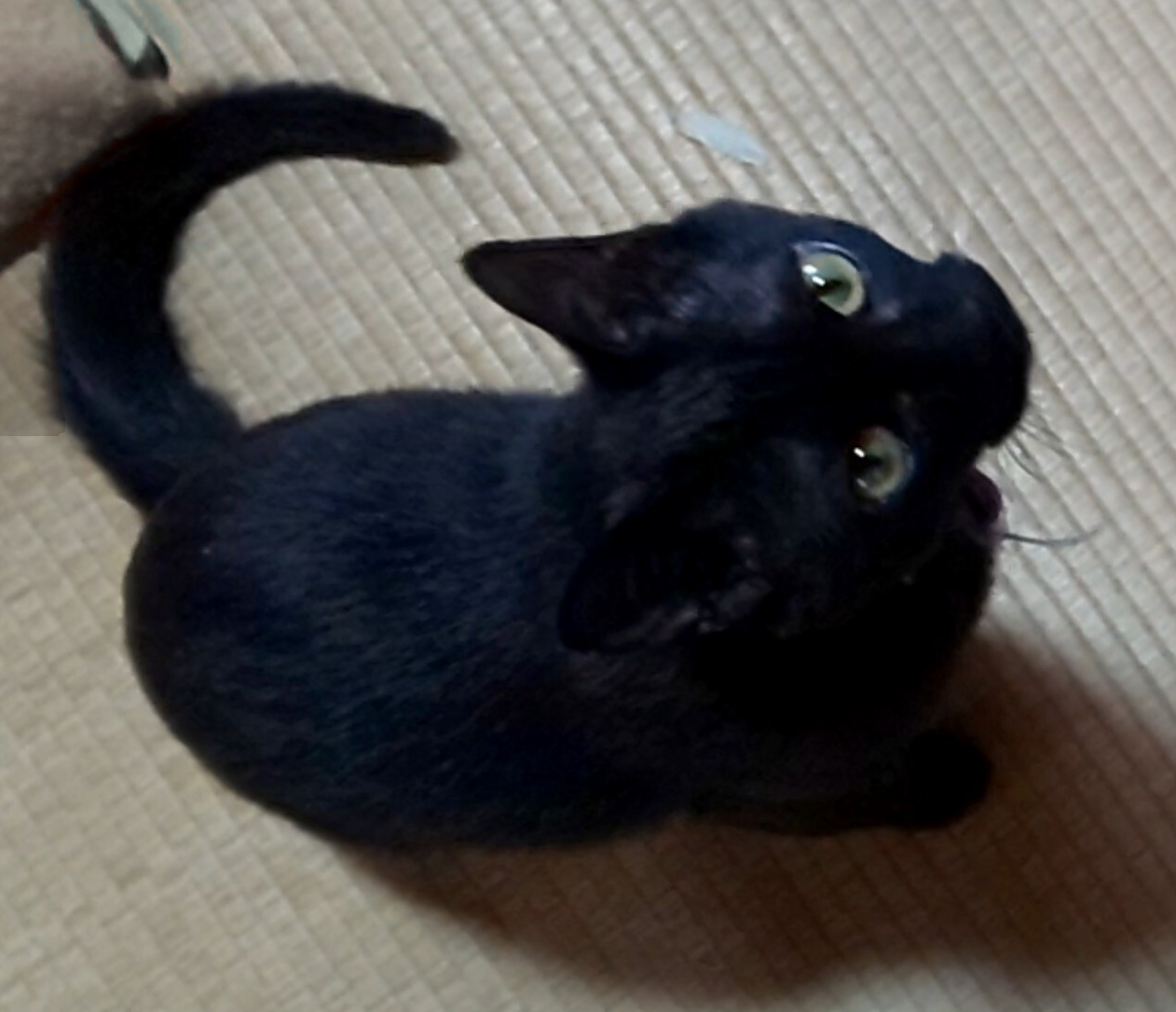 くろしまちゃんの写真