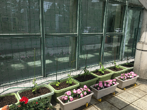 チャオ環境部会　生涯学習センターのゴーヤや花を植えたプランター