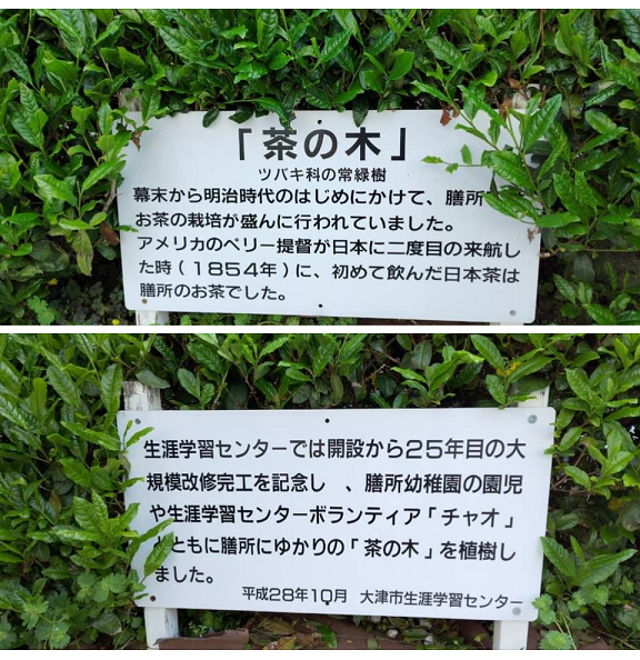 大津市生涯学習センター内西側に植えられている茶の木