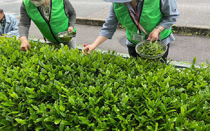 チャオ部会研修で茶摘みを行う様子