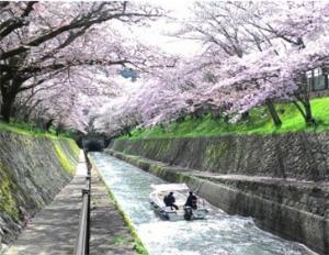 琵琶湖疏水を遊覧する疏水船の写真