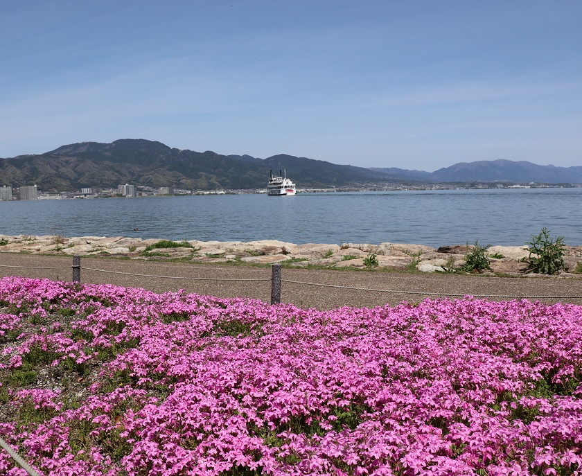芝桜とびわ湖　写真