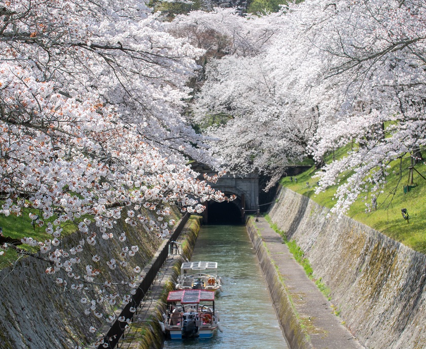 琵琶湖疏水写真