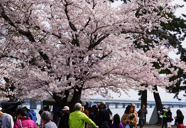 来場者でにぎわう桜が満開の会場の様子