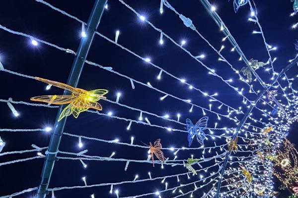 エントランスすぐのイルミネーションのトンネルに取り付けられた無数の蝶の様子
