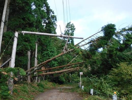 平成29年台風21号写真　倒れた樹木