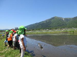 田んぼで生き物を探す子どもたちの写真