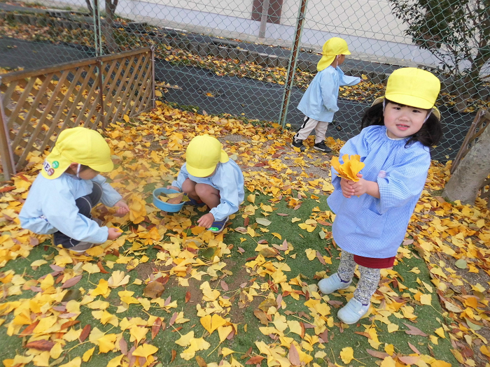 3歳児が銀杏の落ち葉を拾って遊んでいるところ