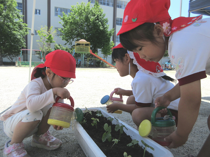 4歳児が朝顔の芽に水やりをしているところ