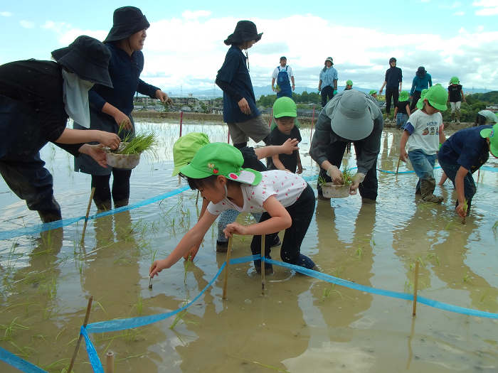 田んぼアートを作るため、ひもを張った田んぼに苗を植える5歳児