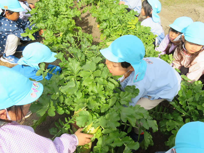 大根を根元から持って一生懸命引っ張っている5歳児