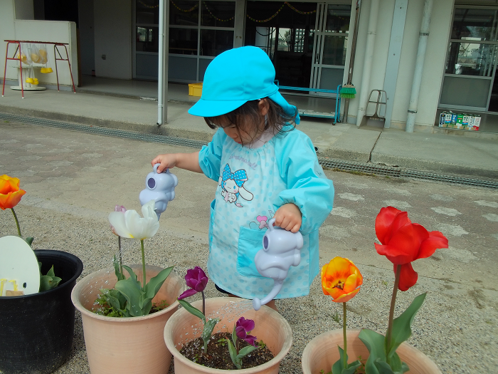 二つのじょうろを使ってチューリップに水をやっている3歳児