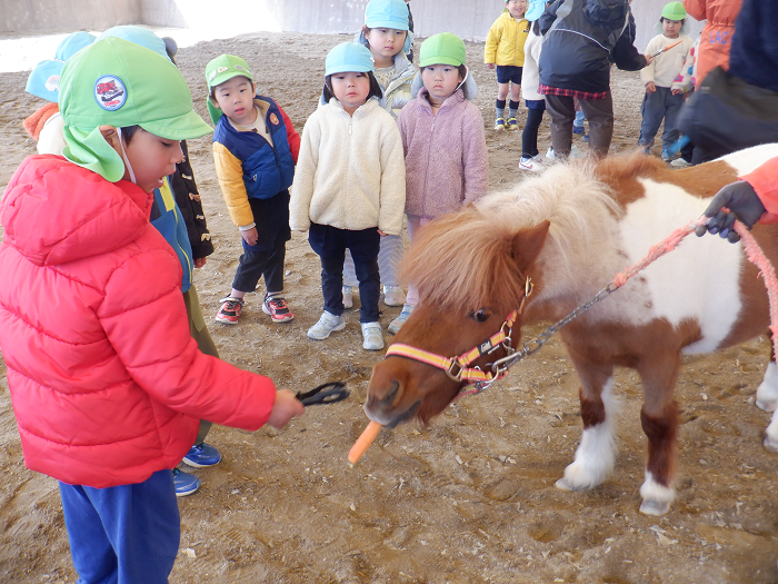 馬のポニーに人参をやっている4歳児