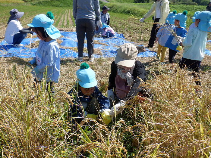 子どもたちが稲刈りをしている様子