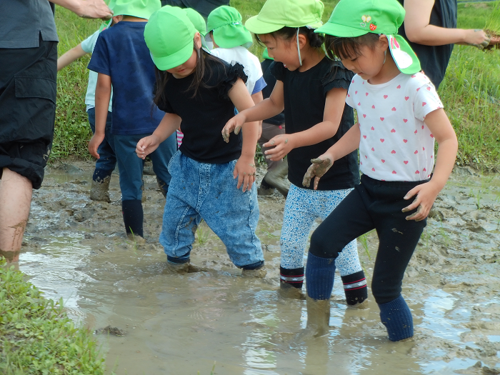 泥んこの田んぼの中をそっと歩いている5歳児3人