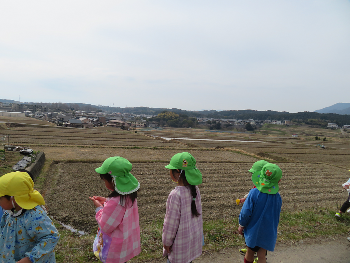 近くの田んぼにさんぽに出かけて春の草花を探しているこども