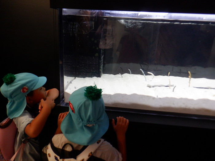 水族館で水槽を見る様子
