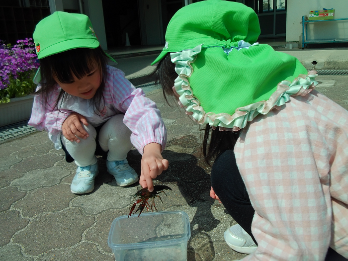 4歳児がザリガニをつかんで友達と見ている